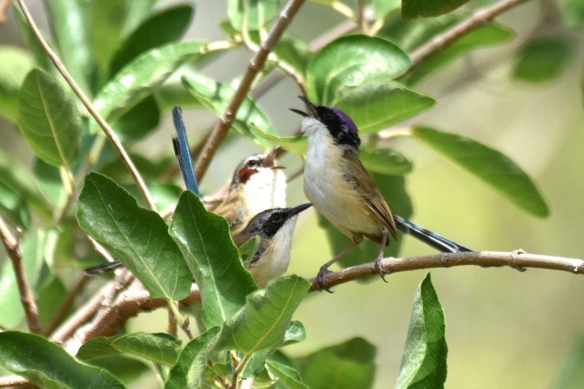 Purple-crowned Fairywren - ML636430066