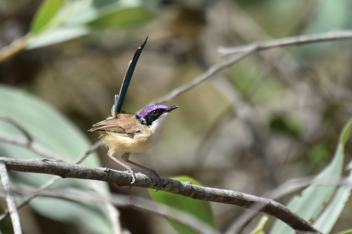 Purple-crowned Fairywren - ML636430067