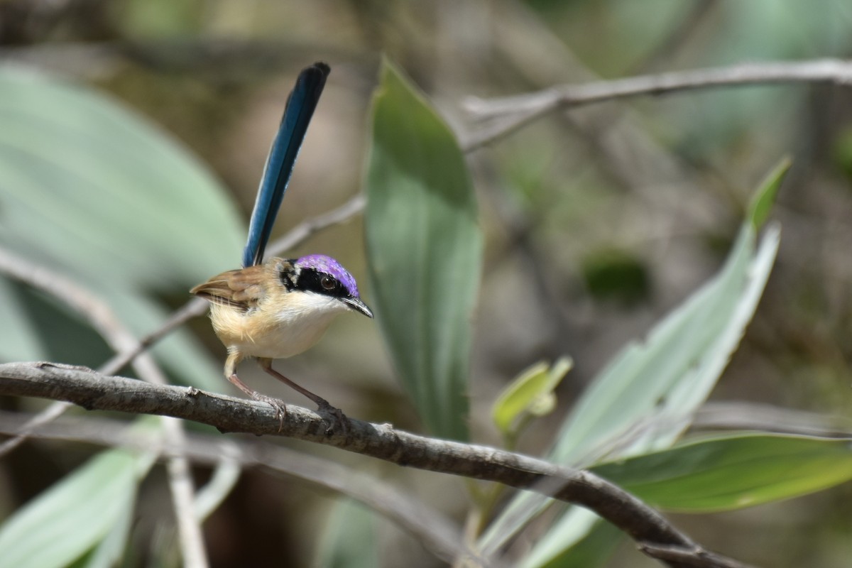 Purple-crowned Fairywren - ML636430068