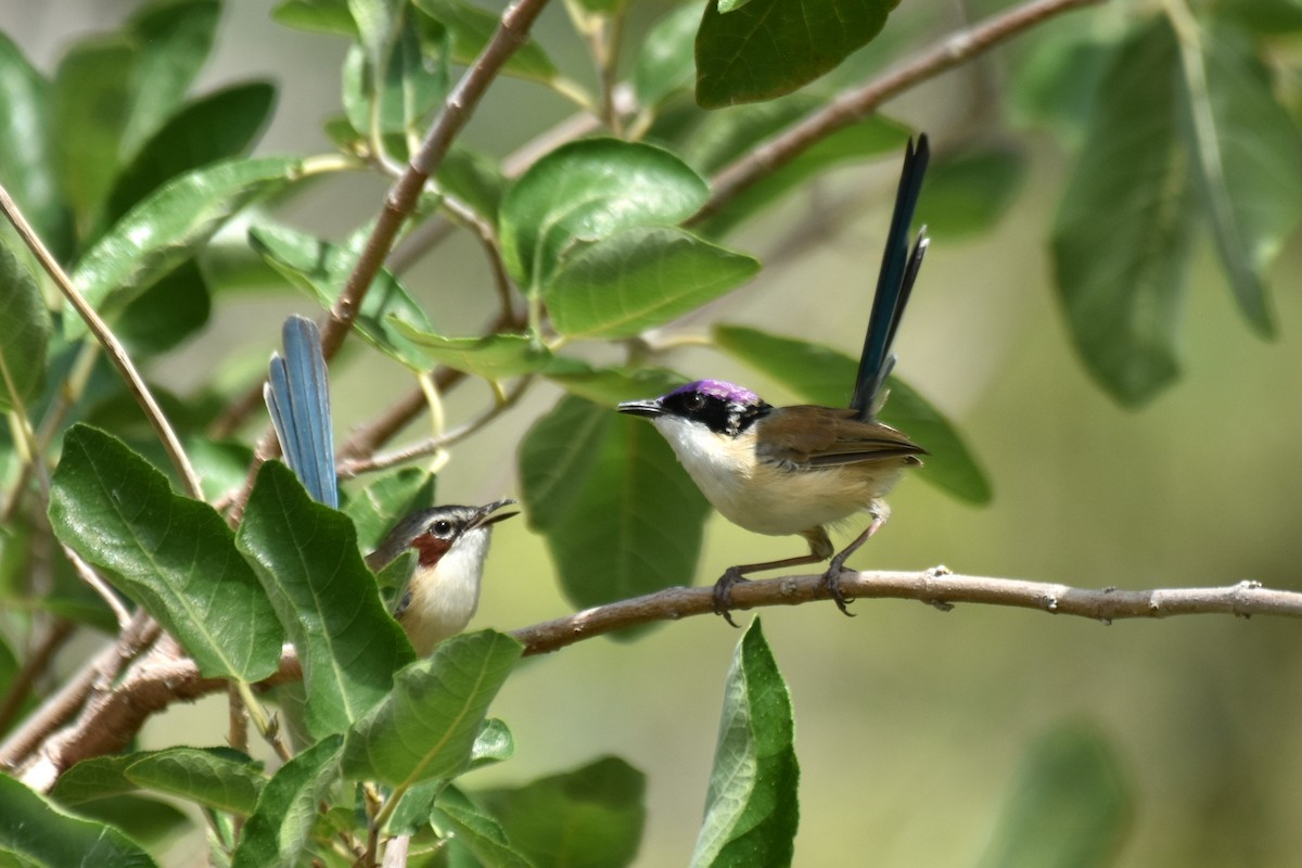 Purple-crowned Fairywren - ML636430070