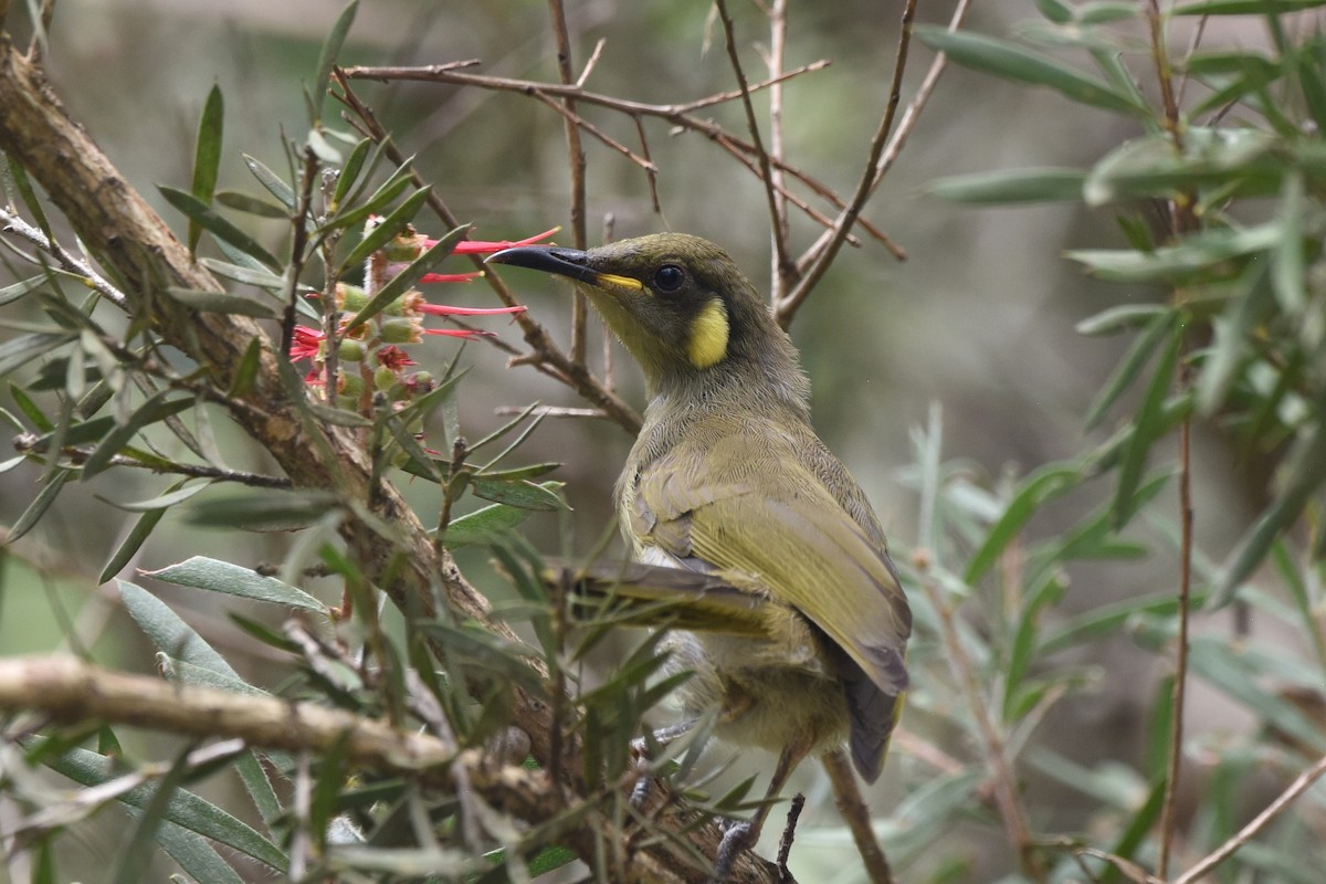Cryptic Honeyeater - ML636430092