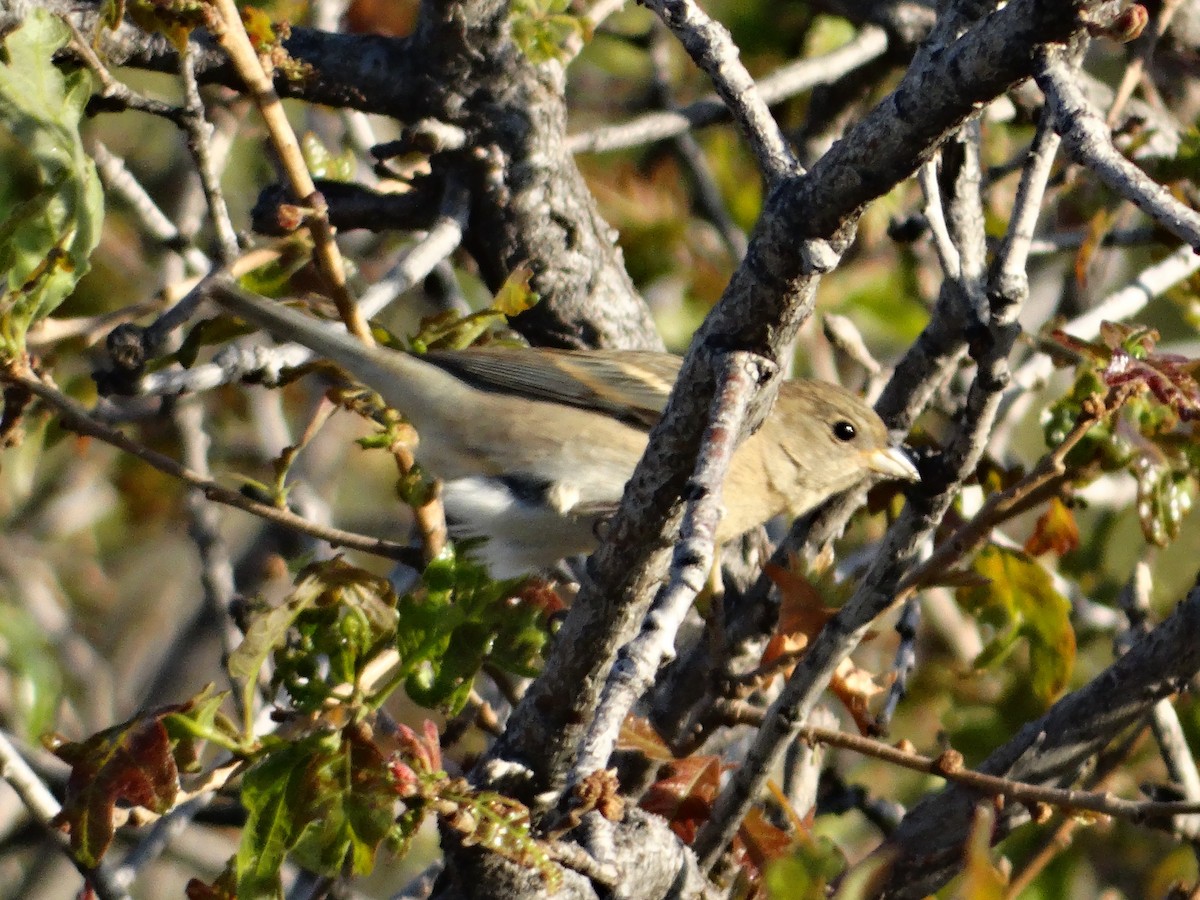 Lazuli Bunting - ML636430171
