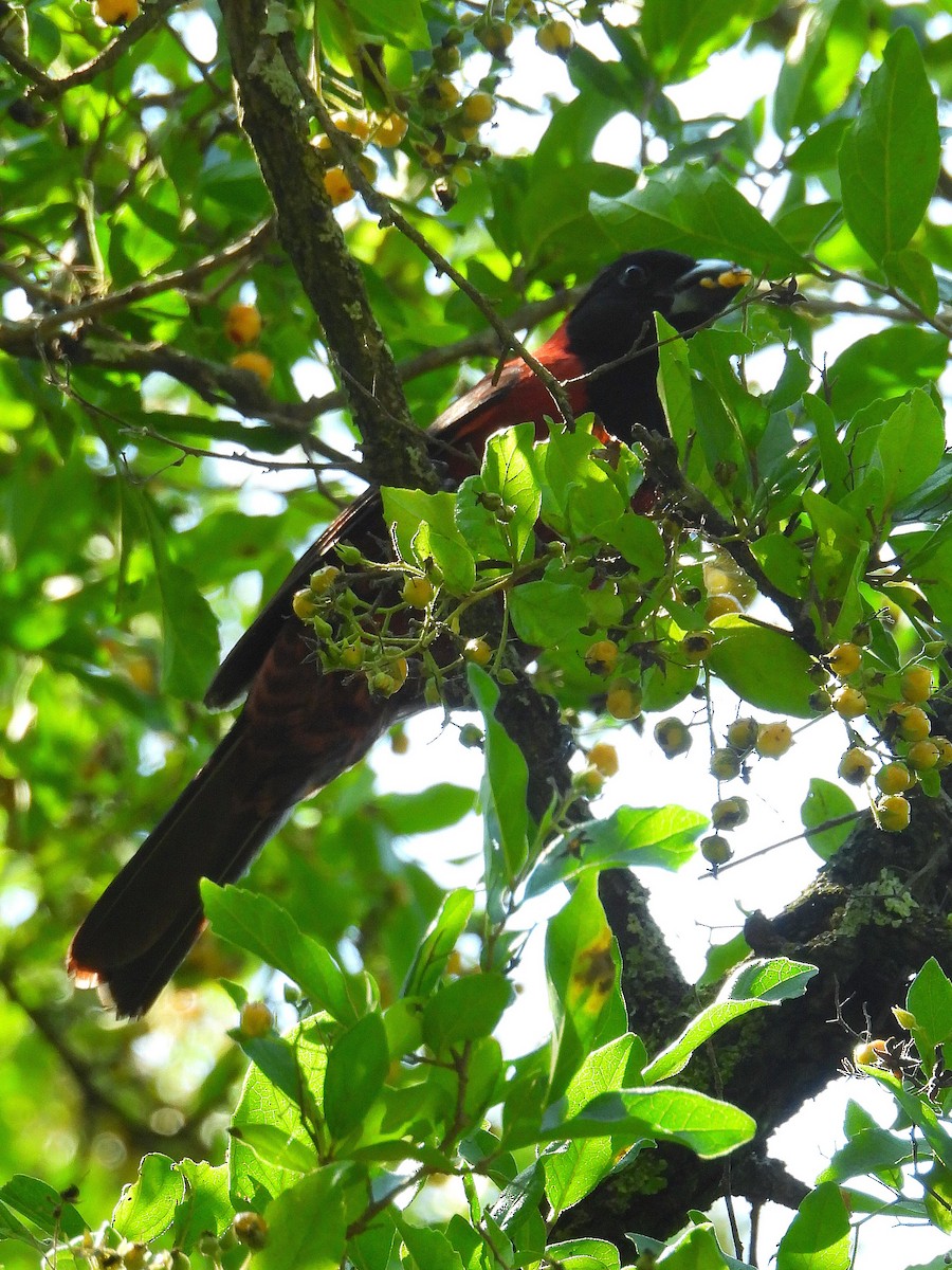 Crimson-collared Grosbeak - ML636430197