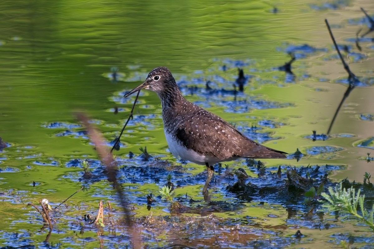 Solitary Sandpiper - ML636430198