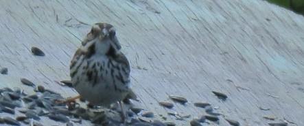 Song Sparrow - ML636430210