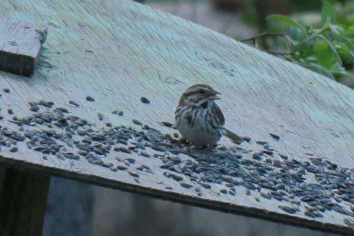 Song Sparrow - ML636430212