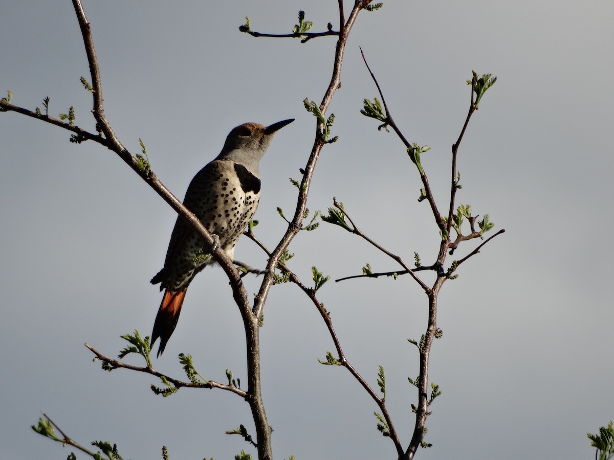 Northern Flicker - ML636430219