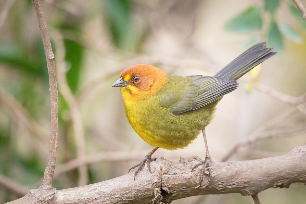 Fulvous-headed Brushfinch - ML636430291
