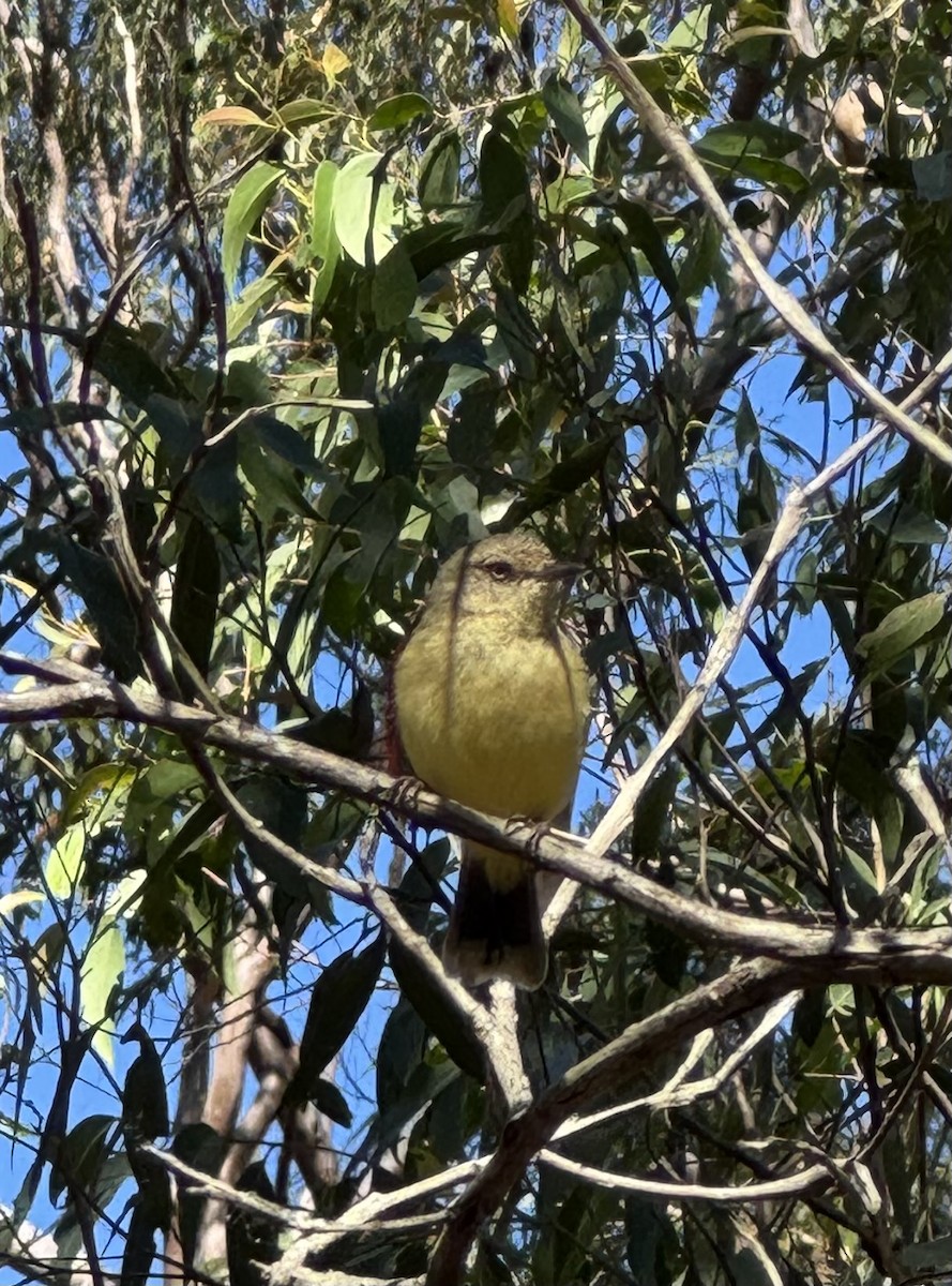 Buff-rumped Thornbill - ML636430320