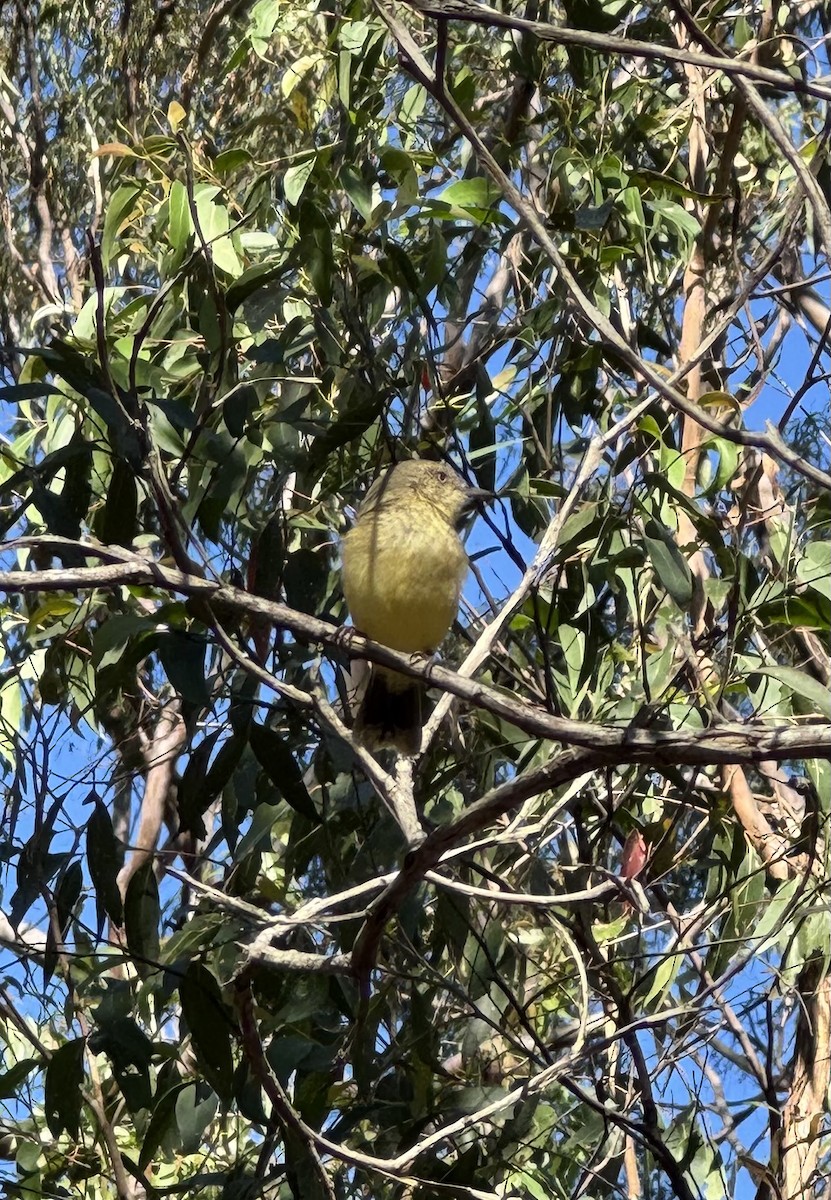 Buff-rumped Thornbill - ML636430321