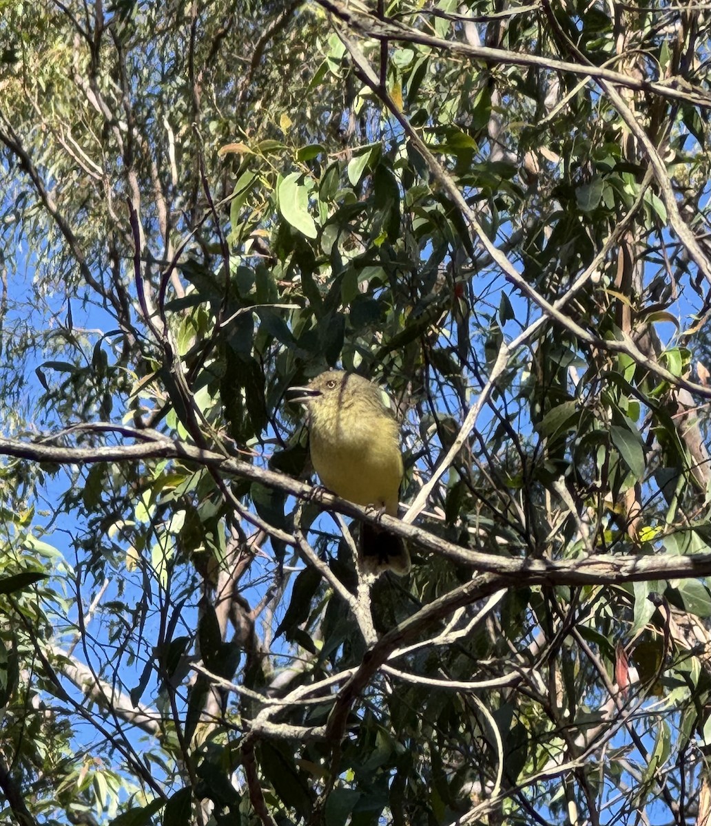 Buff-rumped Thornbill - ML636430322