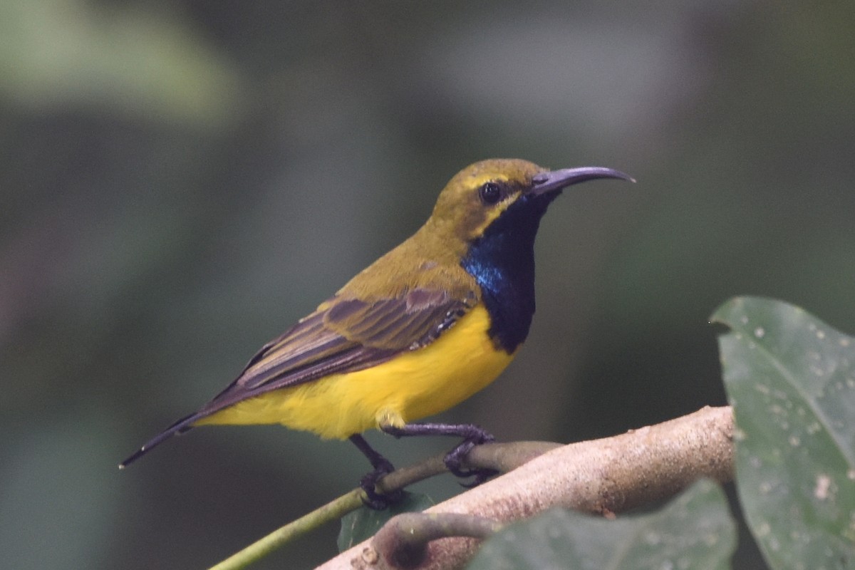 Sahul Sunbird - ML636430328
