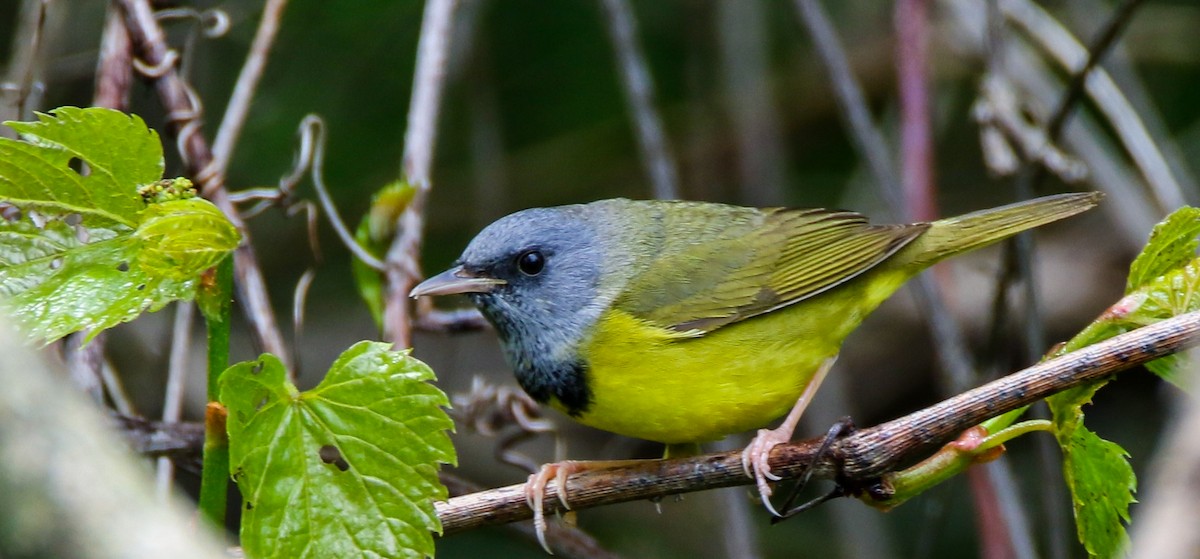 Mourning Warbler - ML636430340