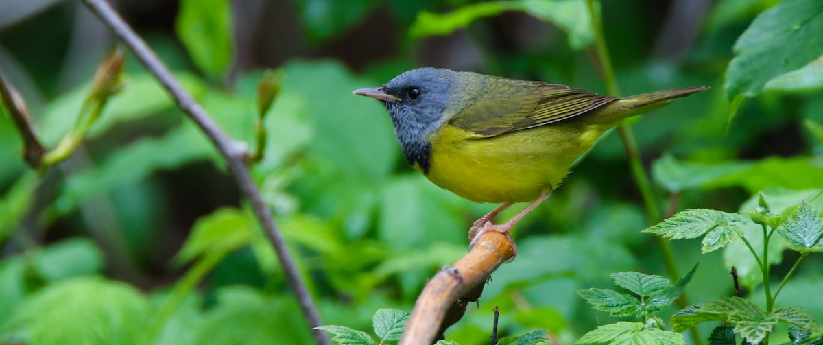 Mourning Warbler - ML636430341