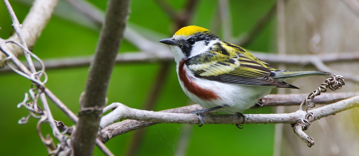 Chestnut-sided Warbler - ML636430352