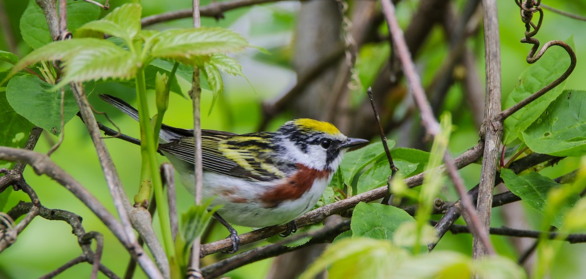Chestnut-sided Warbler - ML636430353