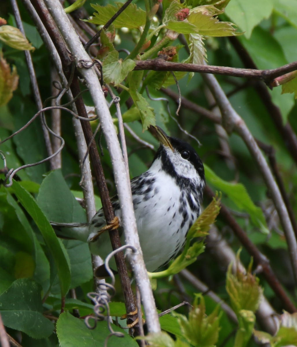 Blackpoll Warbler - ML636430359