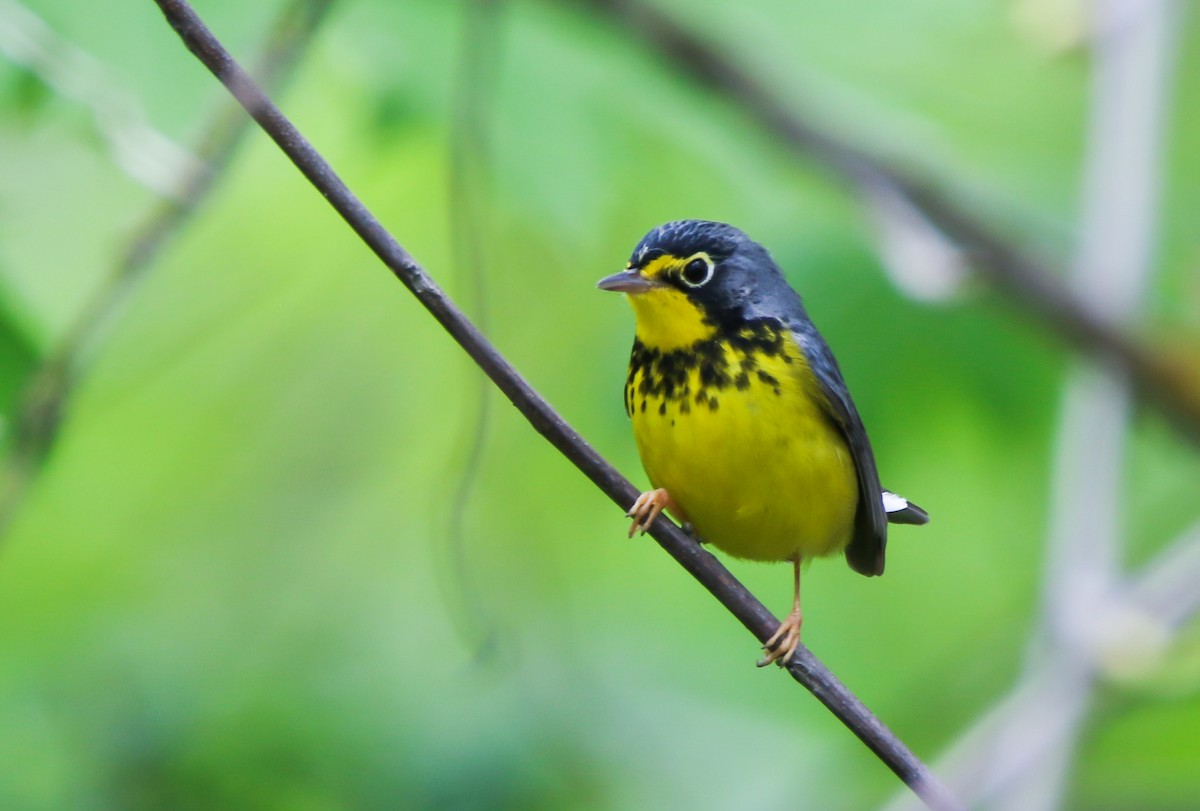 Canada Warbler - ML636430370
