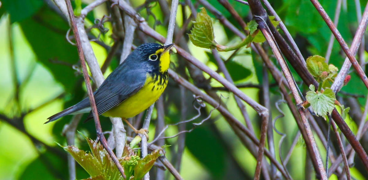 Canada Warbler - ML636430371