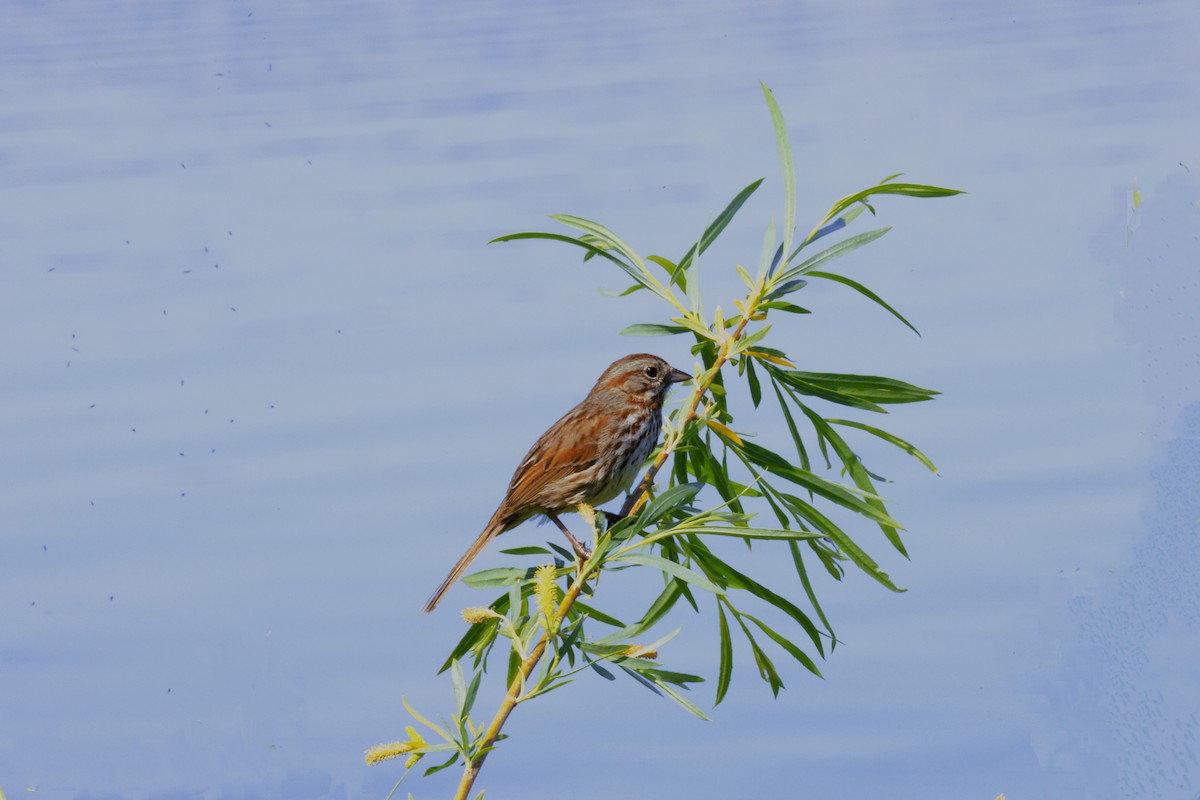 Song Sparrow - ML636430391