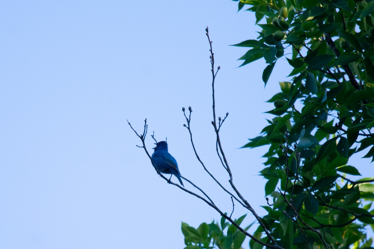 Indigo Bunting - ML636430453