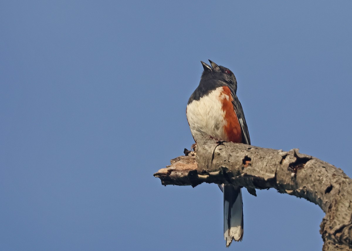 Eastern Towhee - ML636430454