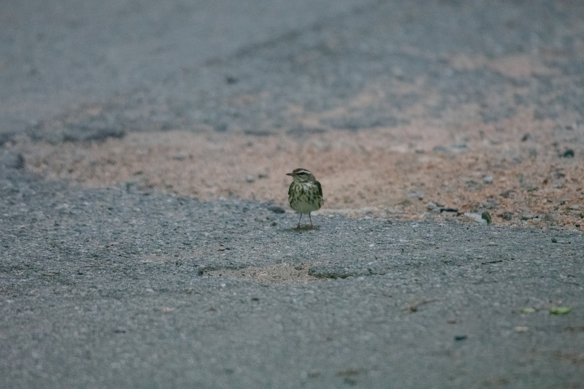 Louisiana Waterthrush - ML636430461
