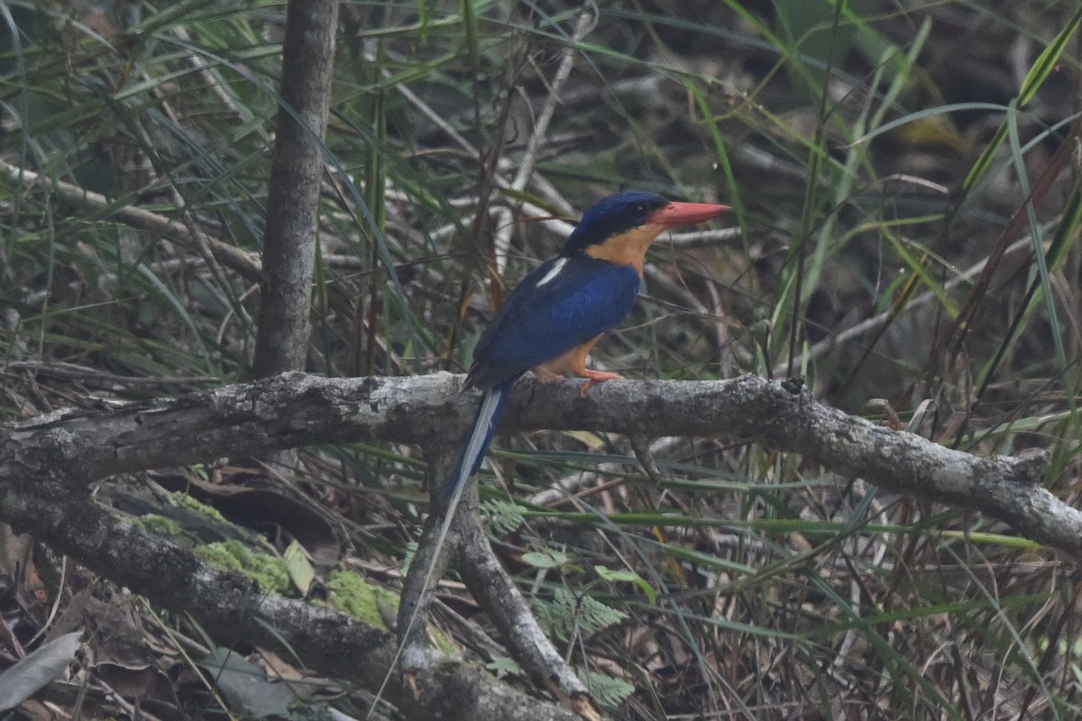 Buff-breasted Paradise-Kingfisher - ML636430470