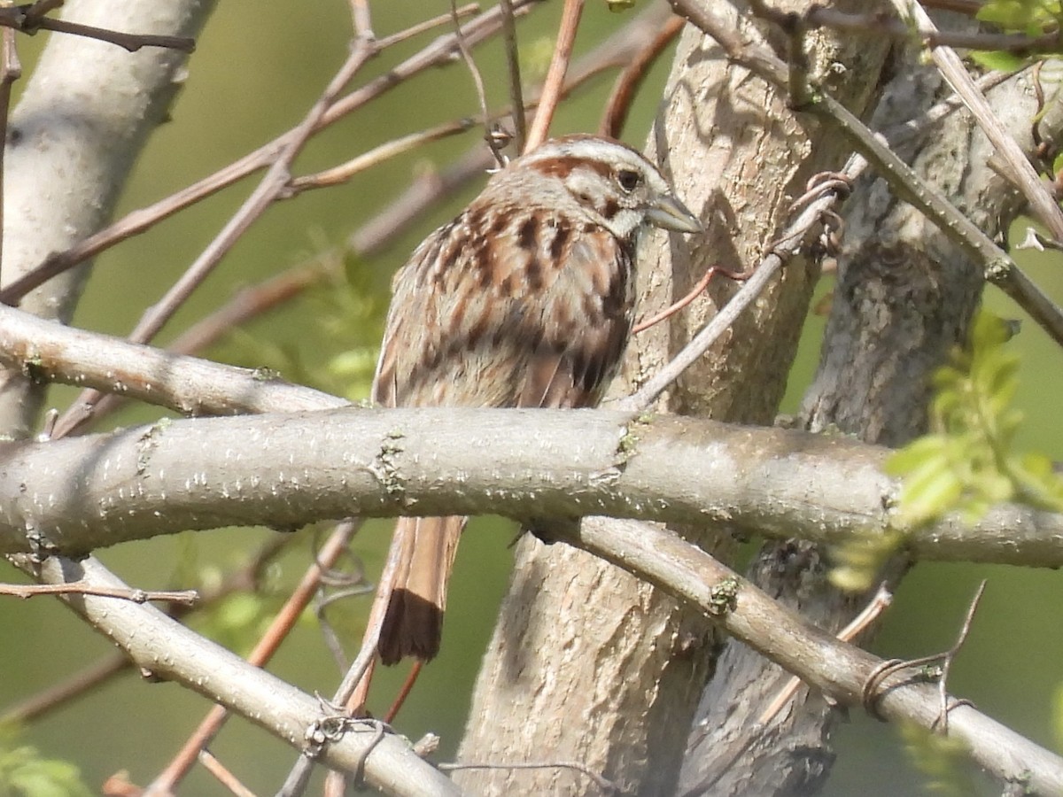Song Sparrow - ML636430507