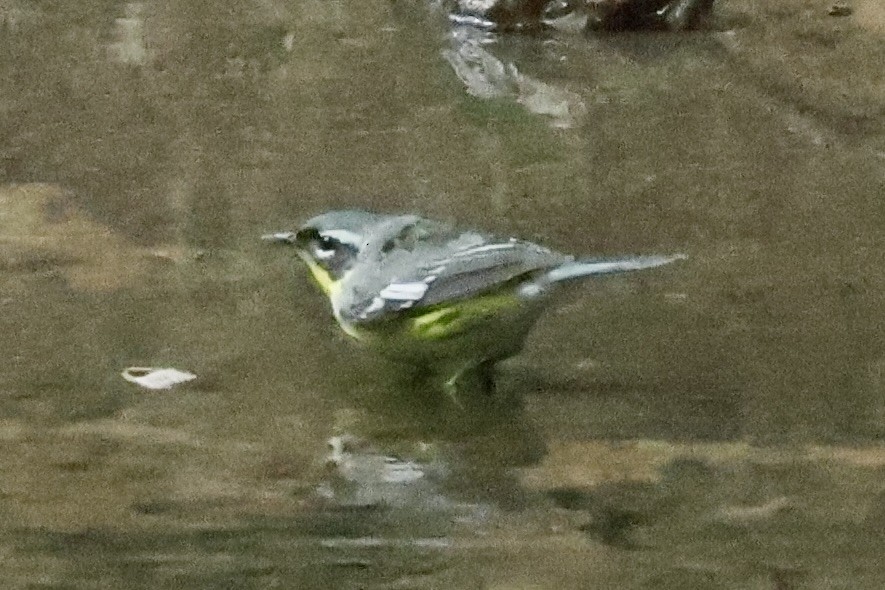 Magnolia Warbler - ML636430582