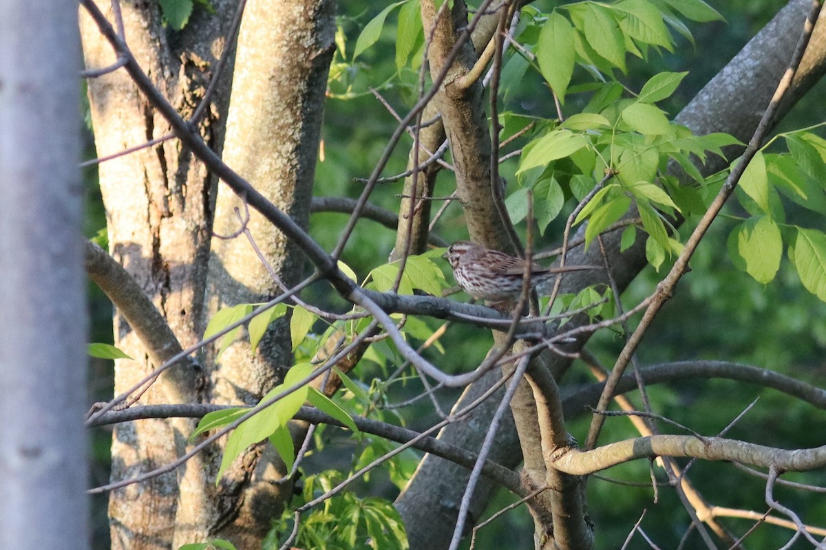 Song Sparrow - ML636430606