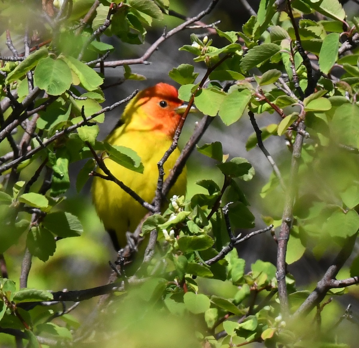 Western Tanager - ML636430612