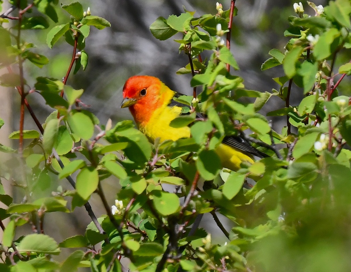 Western Tanager - ML636430613