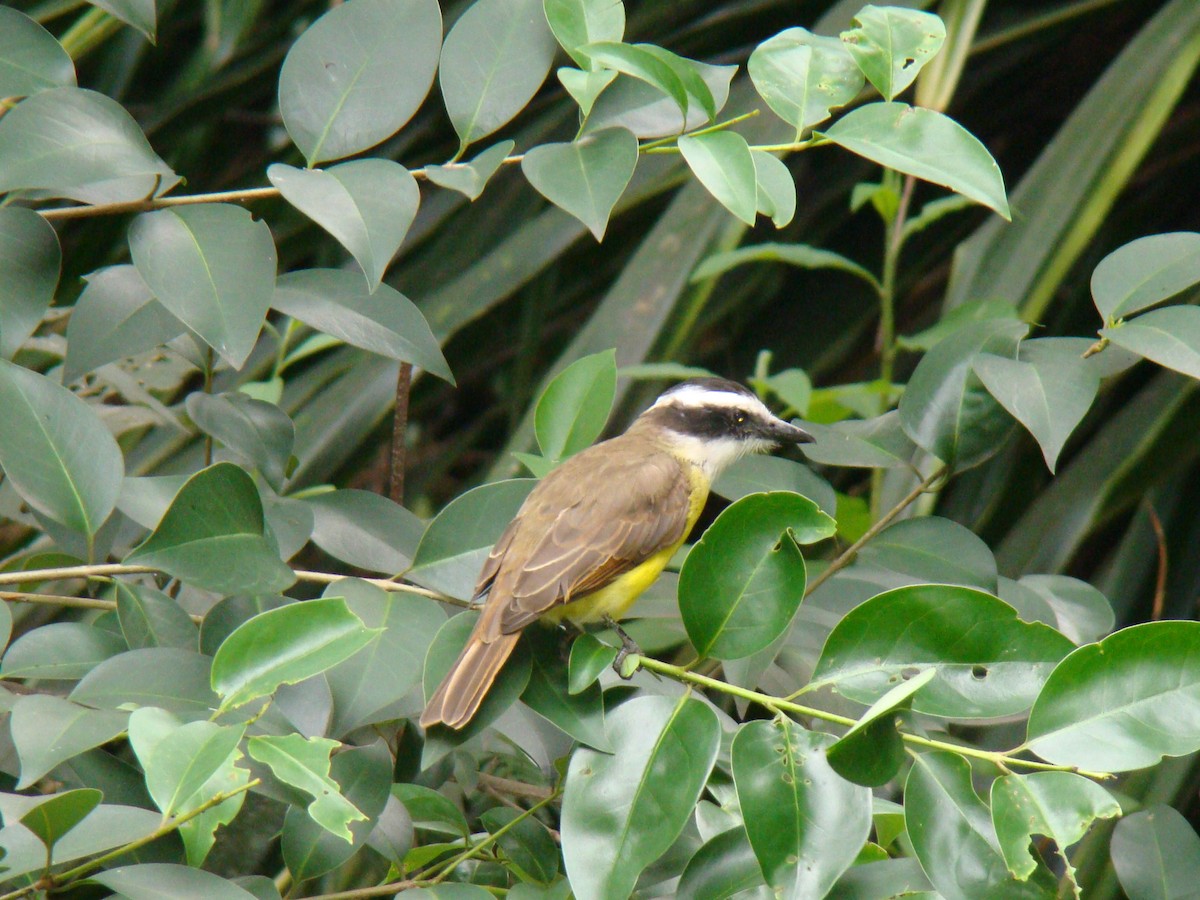 Great Kiskadee - ML636430751