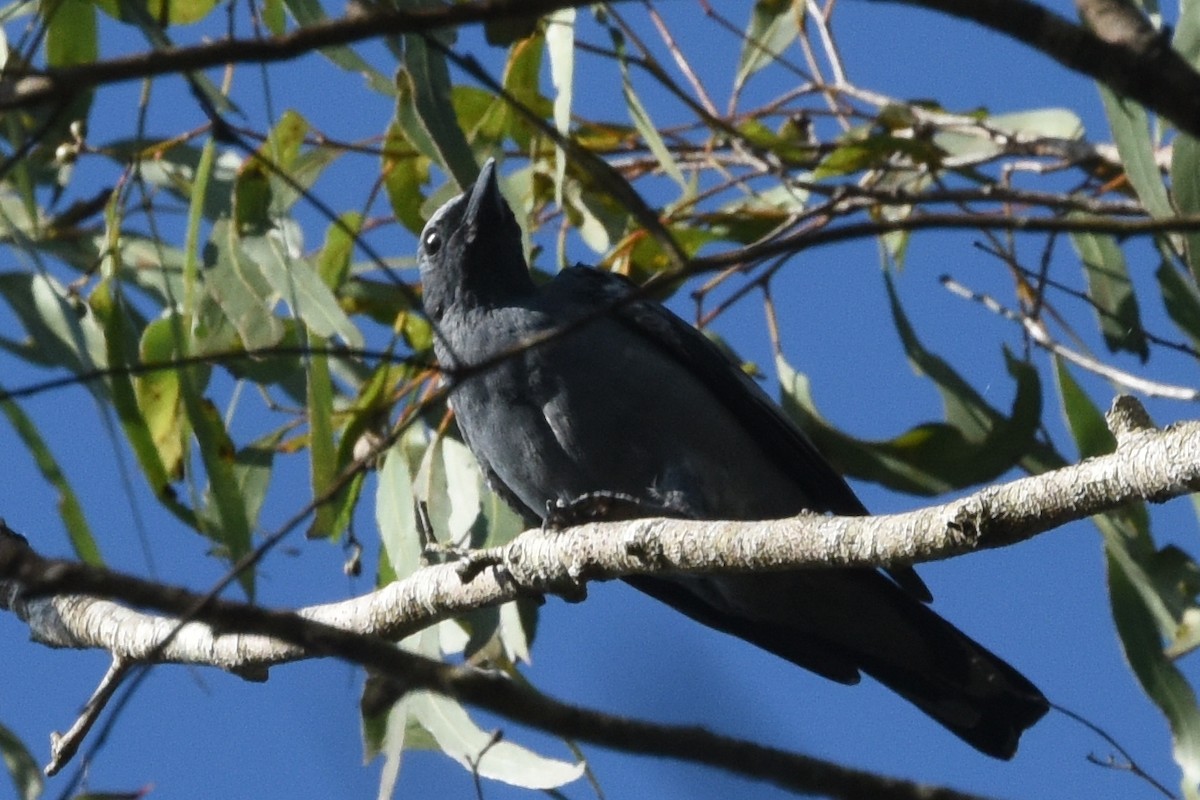 Sahul Cicadabird - ML636430789