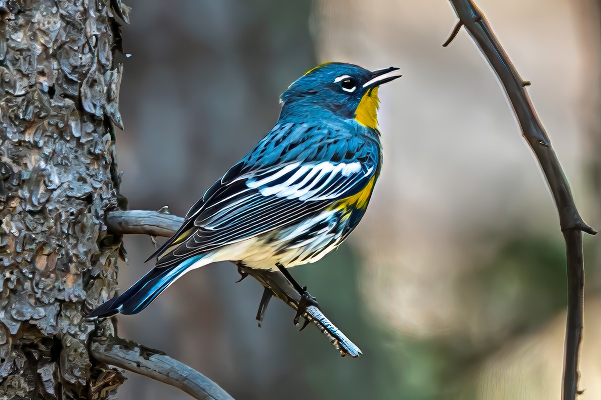 Yellow-rumped Warbler - ML636430835