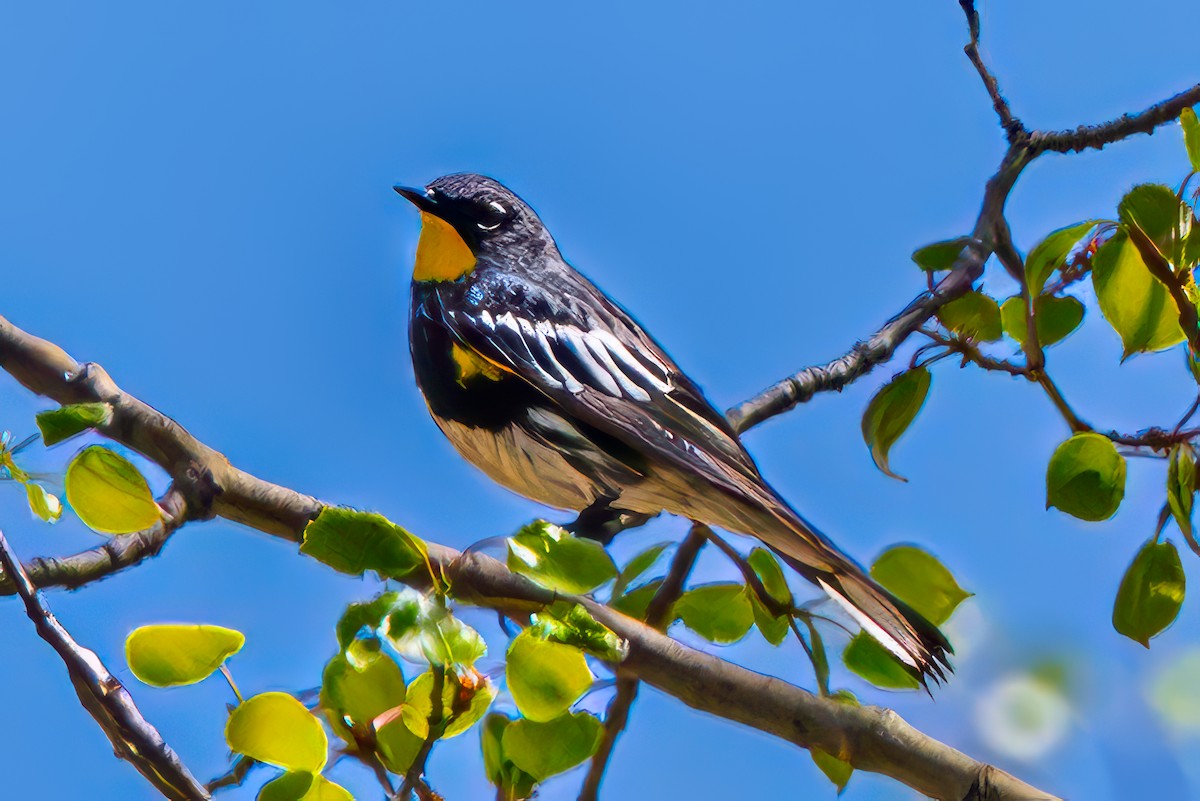 Yellow-rumped Warbler - ML636430836