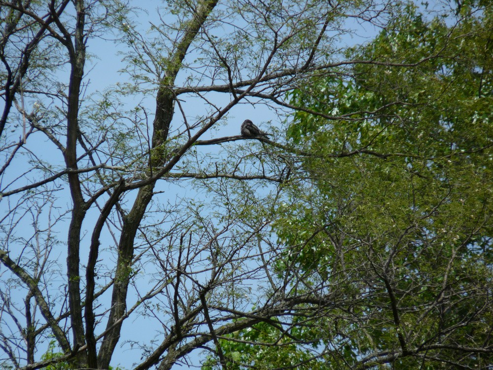 Common Nighthawk - ML636430856