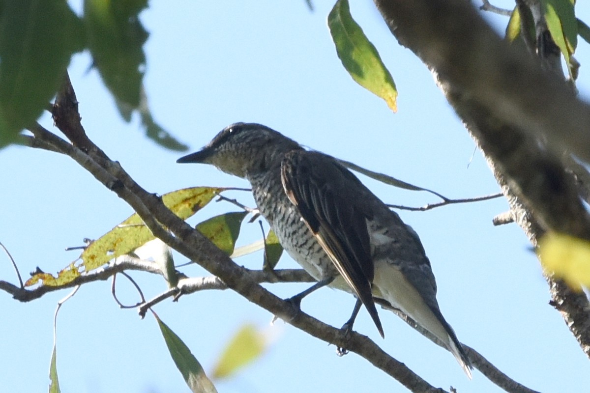 Sahul Cicadabird - ML636430872