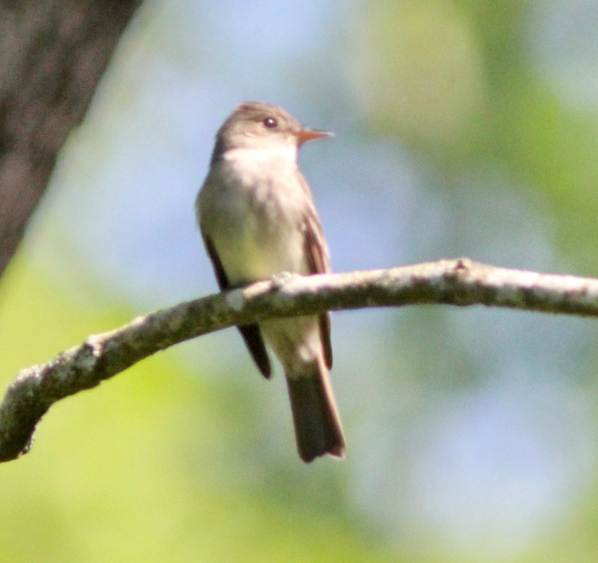Eastern Wood-Pewee - ML636430965