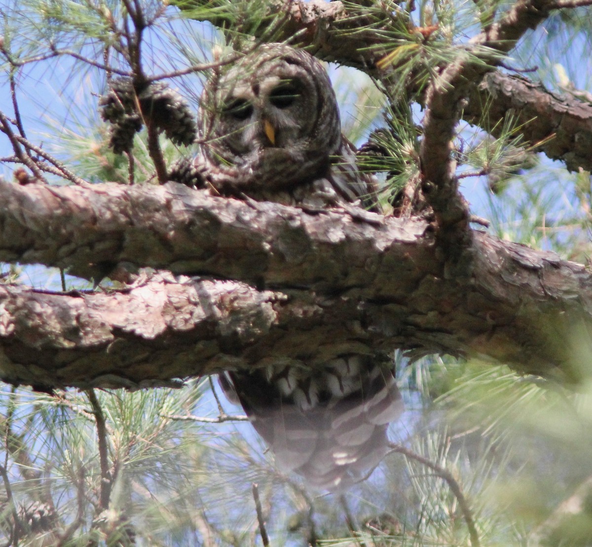 Barred Owl - ML636430970