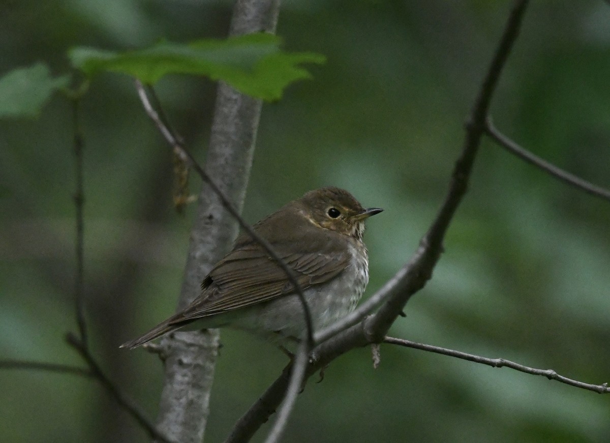 Swainson's Thrush - ML636430997