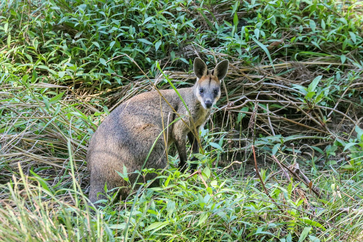 沼澤袋鼠 - ML636431021