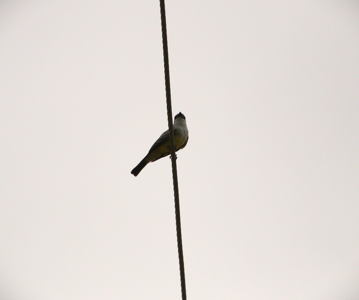 Snowy-throated Kingbird - ML636431064