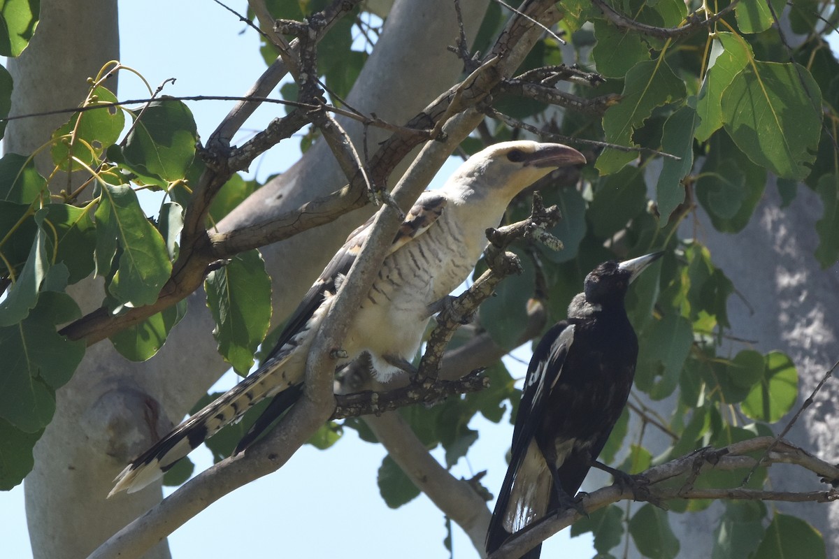 Channel-billed Cuckoo - ML636431091