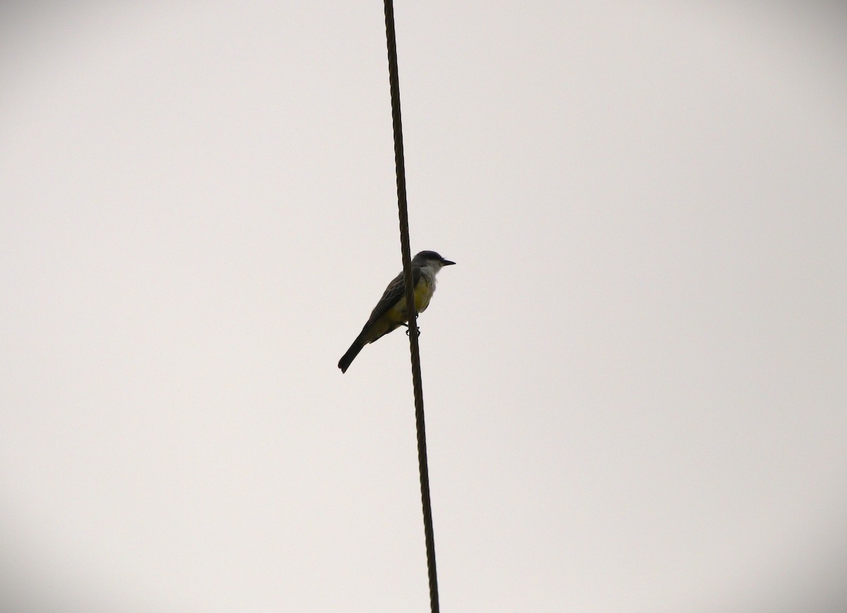 Snowy-throated Kingbird - ML636431094