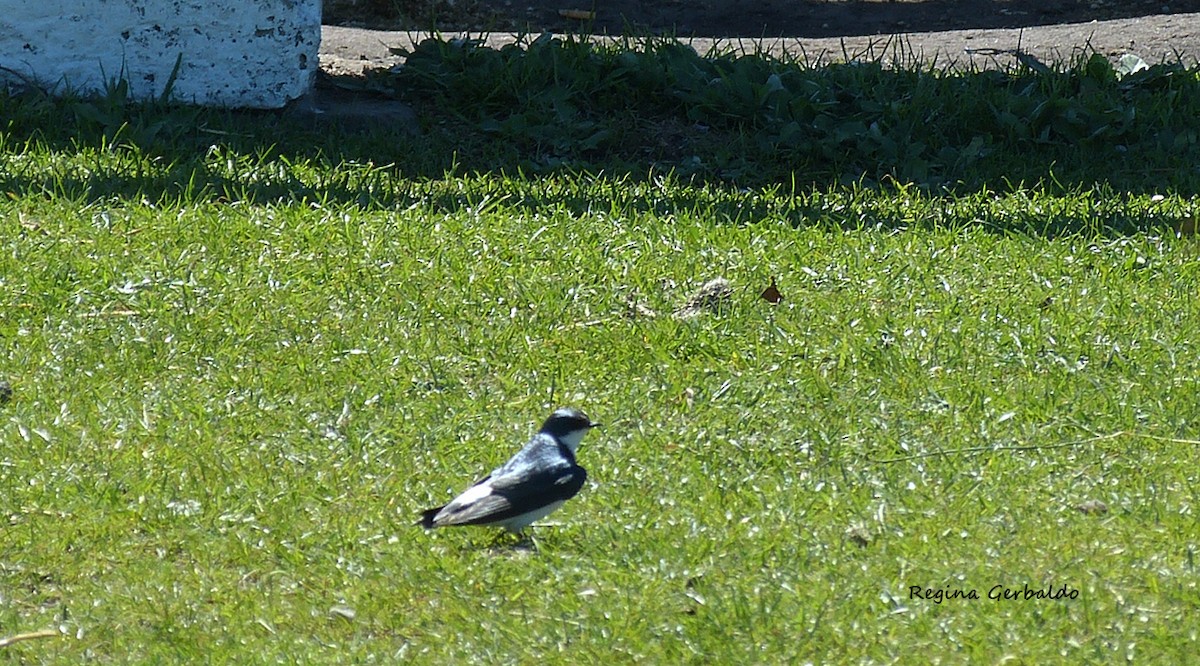 White-rumped Swallow - ML636431120