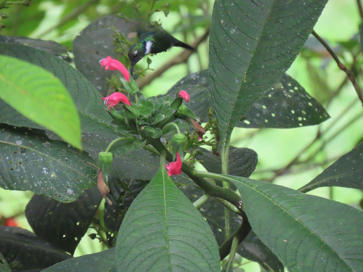 White-throated Daggerbill - ML636431190