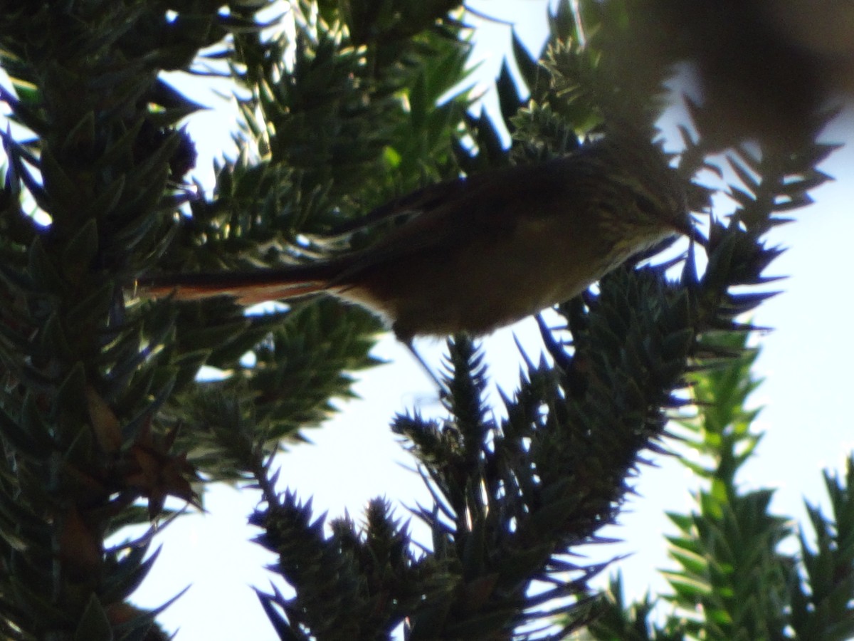 Araucaria Tit-Spinetail - ML636431219