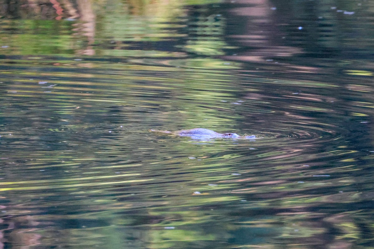 哺乳類 - ML636431308